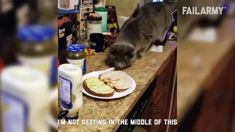 Funny Cat Fails | Funny Cat Compilation