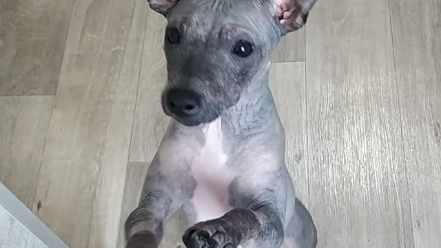 Милая собачка