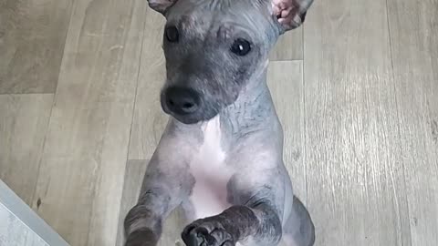 Милая собачка