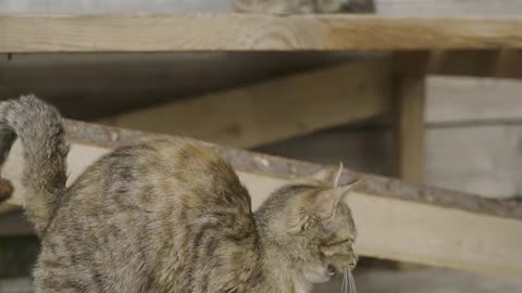 cute Cat