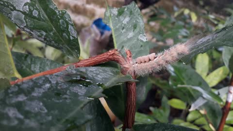 When A Caterpillar Eating My Wax Apple's Leafs