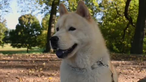 DogTraning