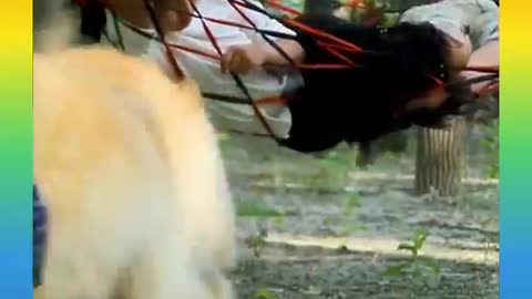 Smart Dog Video 2021