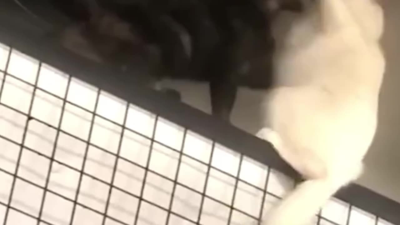 Try Not To Laugh 😆 New Funny Cats and Dogs Videos 😹🐶