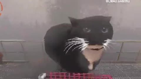 View "#animalshorts #epic #funny #memes"