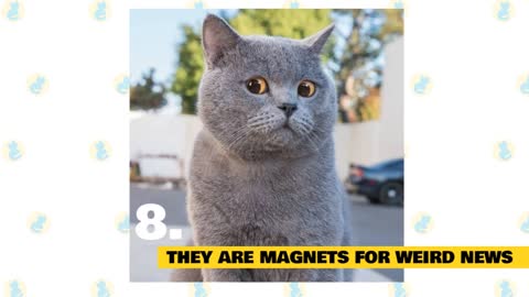 British Shorthair Cat Fun facts/ Myths