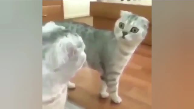 OMG So Cute Cats 🐈 😻 #Strange Behavior of Cats 🐈‍⬛🐱#2022#