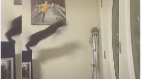 Come and see the clumsy kittens