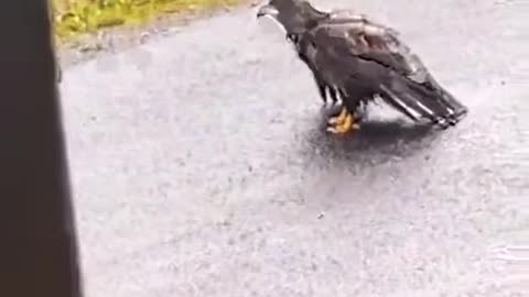 dog vs eagle