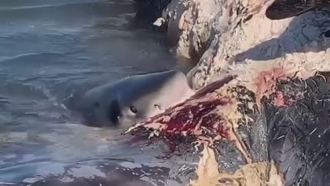 Shark Eating Dead Whale | Rare Scene From The Sea |