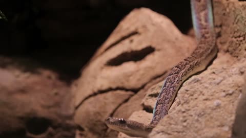 How This Snake Basking And Covering Shadow Between Rocks