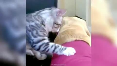 Funniest Animals in the World 2024😹 Try not to Laugh 😂 Funny Videos 😻🐶 | Part 39 😁