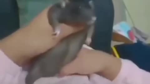 Mouse is A Dance