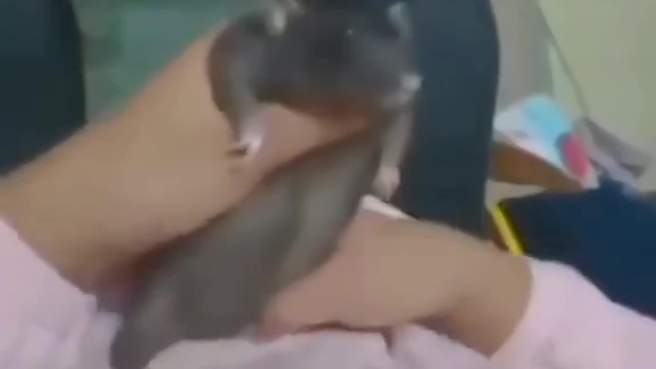 Mouse is A Dance