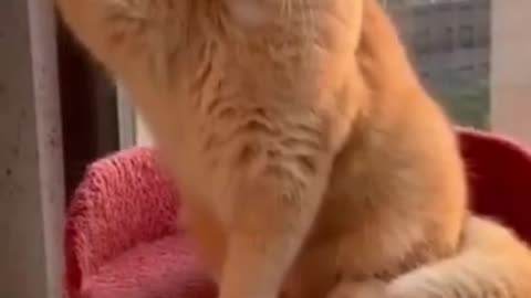 Cute Cat | Cute Pets Funny Animals Compilation #shorts #235