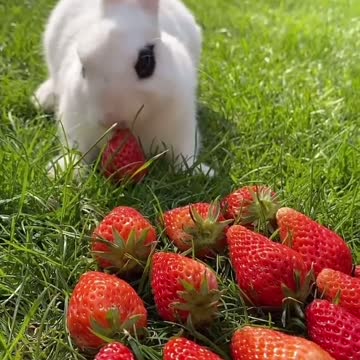 Rabbit 🐰 eating strawberry
