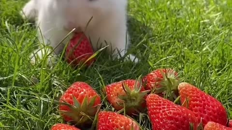 Rabbit 🐰 eating strawberry