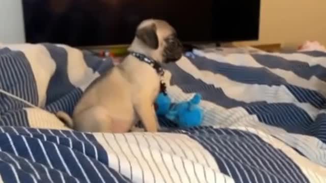 Pug Funny Moments - Cute Dog Videos | Pets Funny