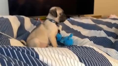 Pug Funny Moments - Cute Dog Videos | Pets Funny