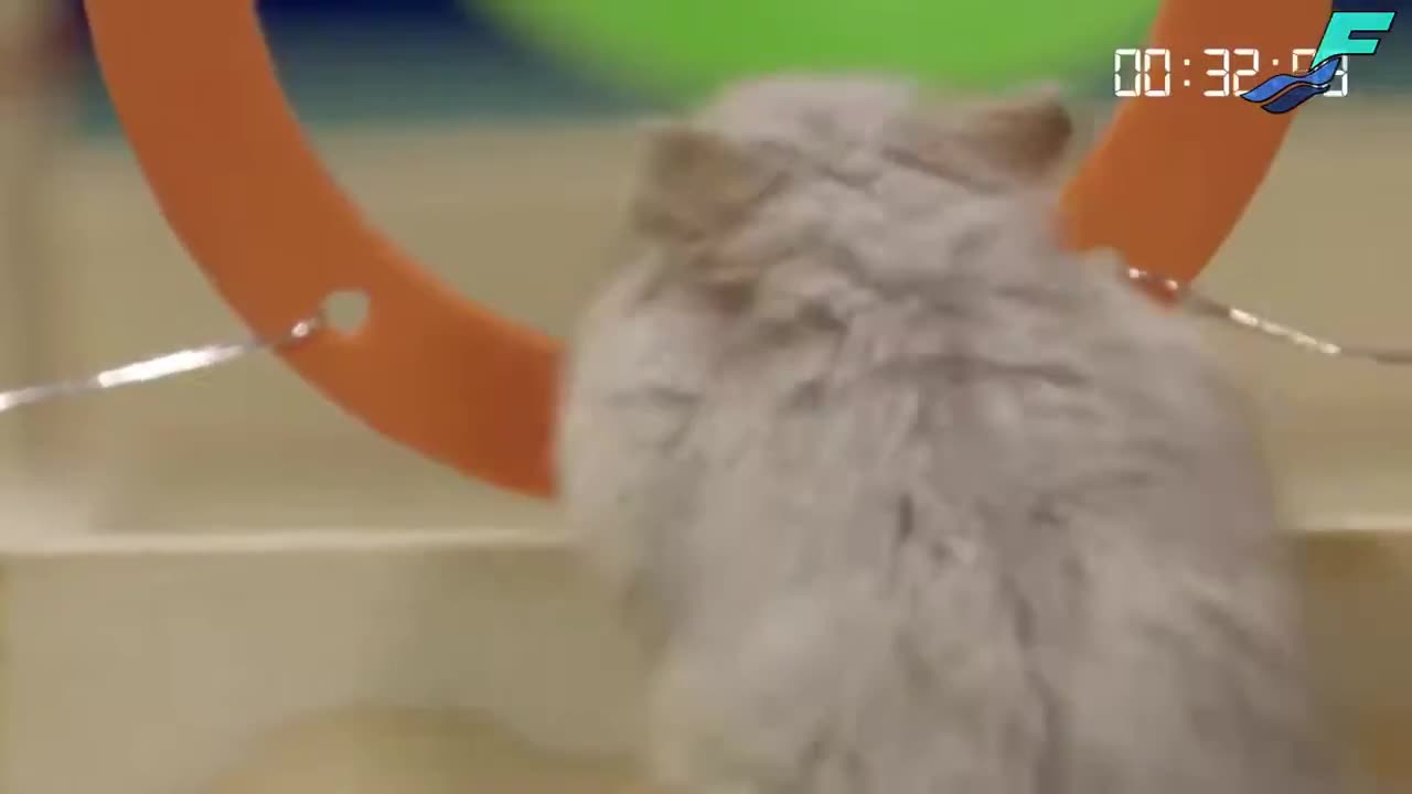 Watch New Funny Video 2021 Top New Comedy Video 2021 Try To Not Laugh