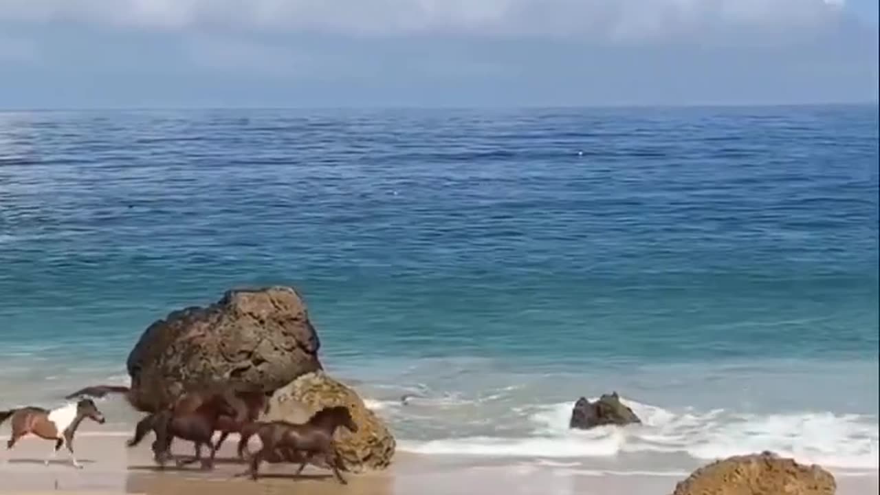 Horses running at sea site #shorts #shortvideo #video #virals #videovira