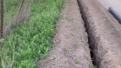 Funny animal