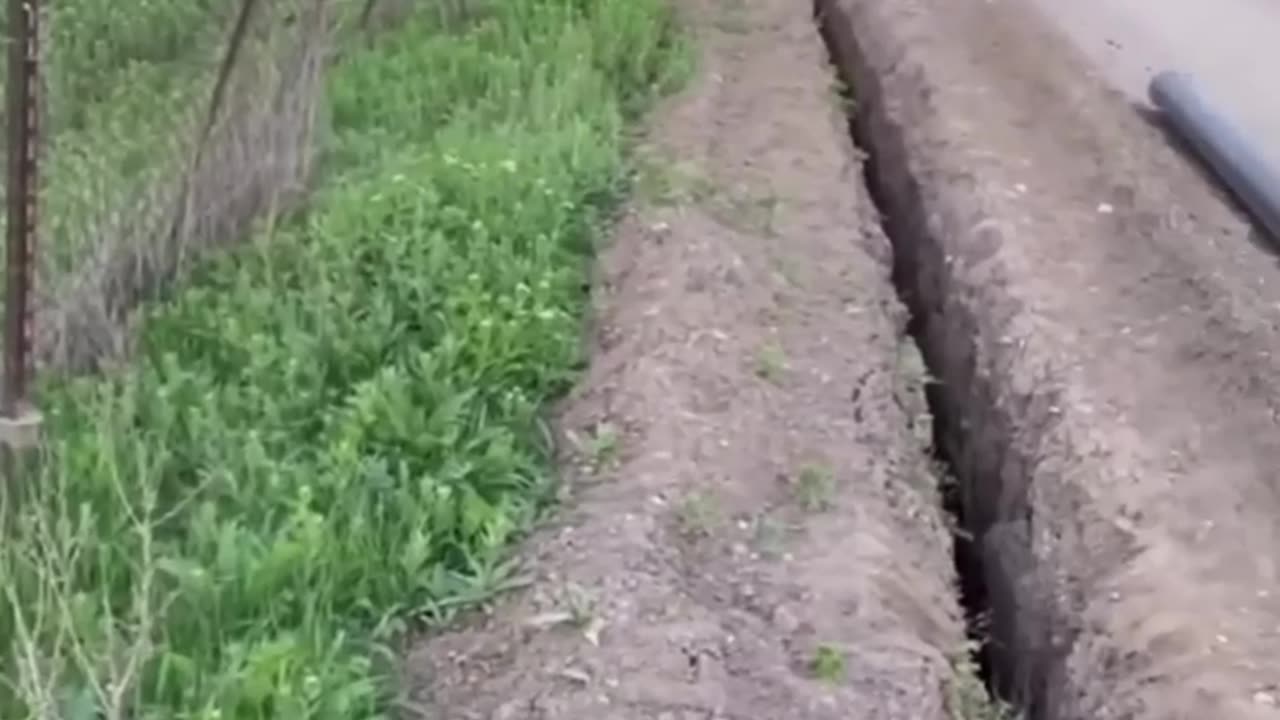 Funny animal