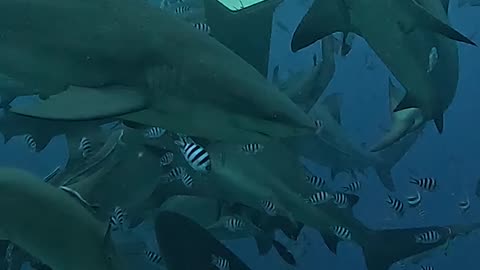 Shark Puppet Master