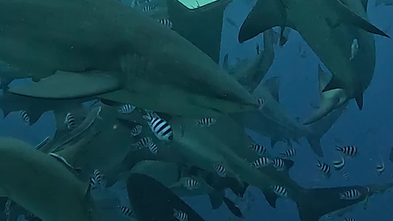 Shark Puppet Master