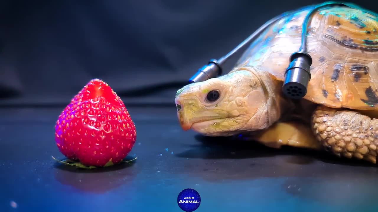 "Unleash the Laughter: Hilarious Animal Antics That Will Make Your Day!"