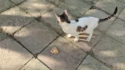 A little cat looking for a mouse after eating.