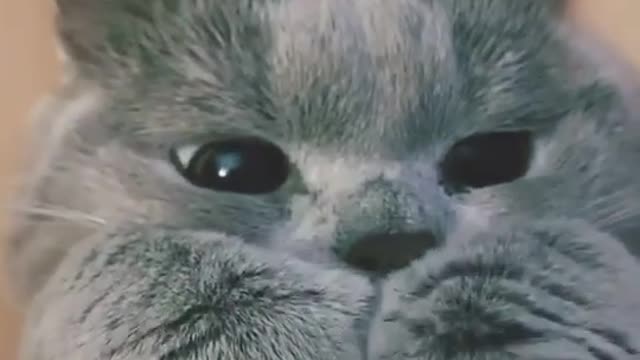 Cutest cats Ever |