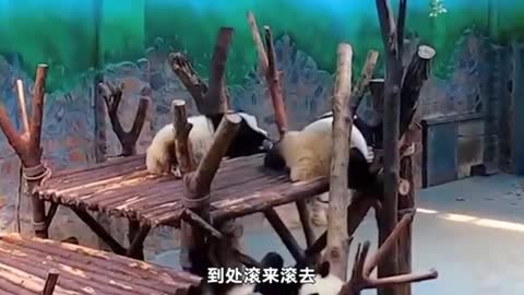 cute panda