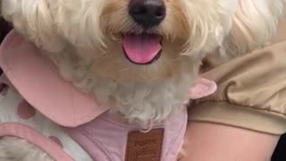 My cute puppy have breakfast with us