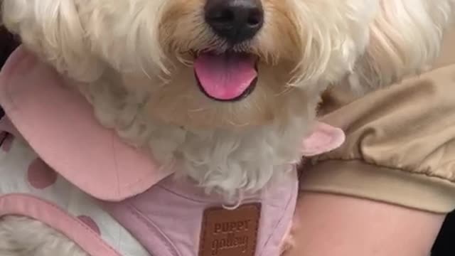 My cute puppy have breakfast with us