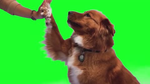 Green screen dog training #1