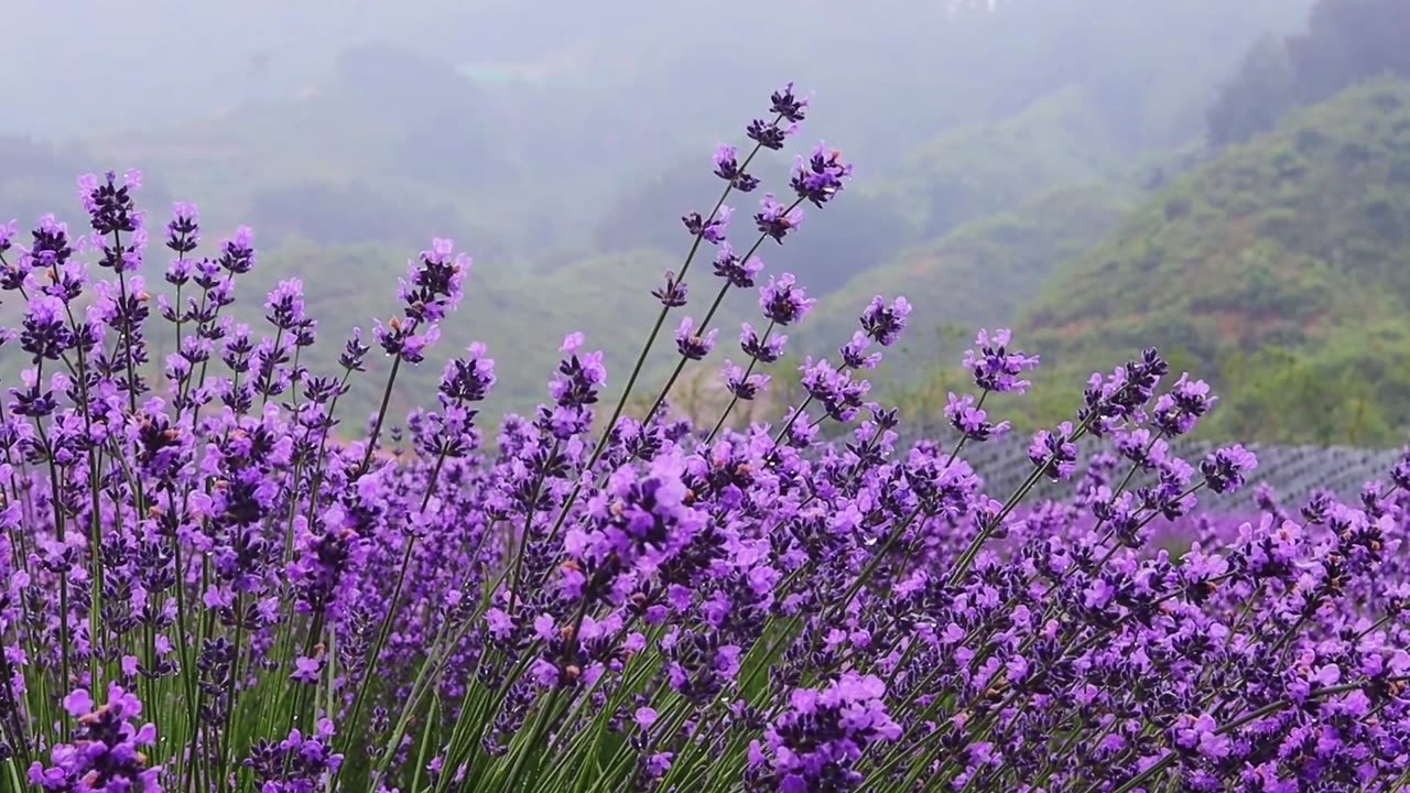 Gentle Rain Falling on Lavender Fields with Ambient Piano for Deep Relaxation, Study and Sleep