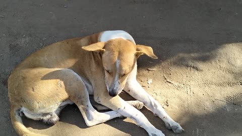 Finally the dog fell asleep