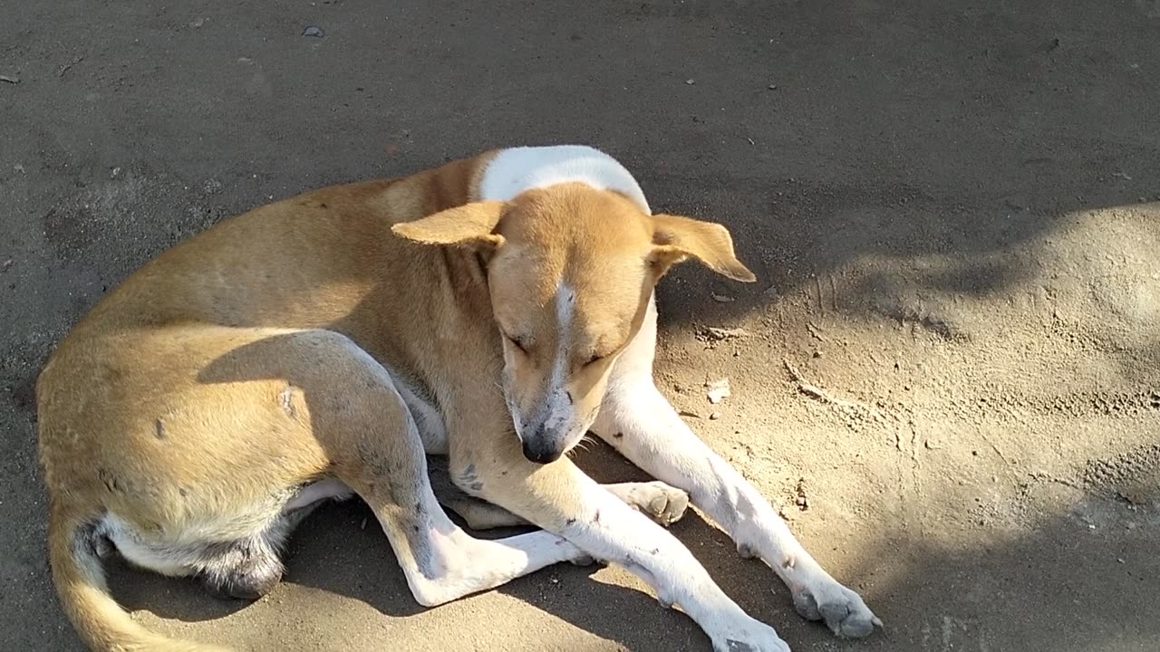 Finally the dog fell asleep