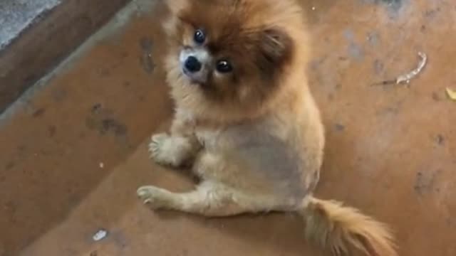 Happy puppy is a puppy