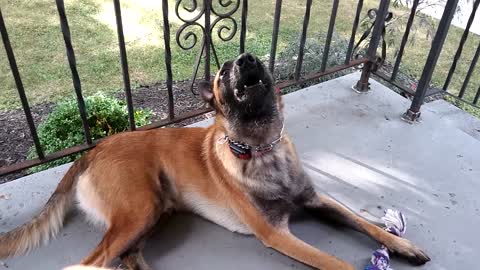 Belgian Malinois howling