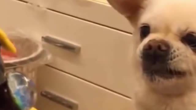 Funniest Pranks On Dogs & Cats 😆 TRY NOT TO LAUGH 😂 | Pets Town #shorts