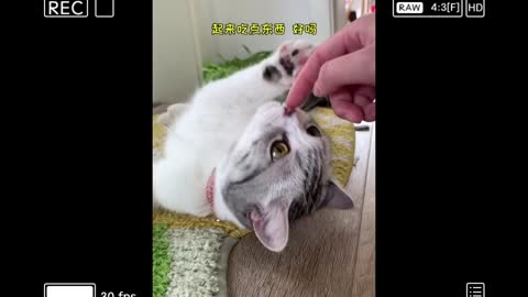 The cute kitten wants to go out and play