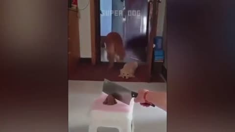Funny dog don't mess with these dog reaction