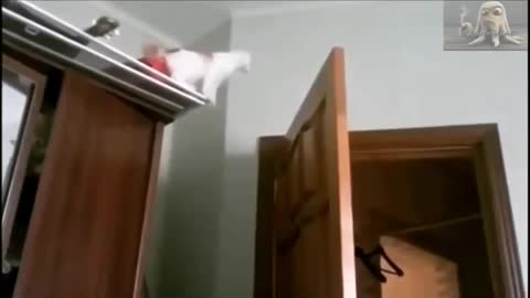 Funny and Cute Cats Videos #70 │ Gadis Sekarwangi