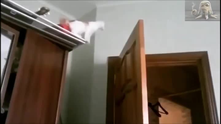 Funny and Cute Cats Videos #70 │ Gadis Sekarwangi