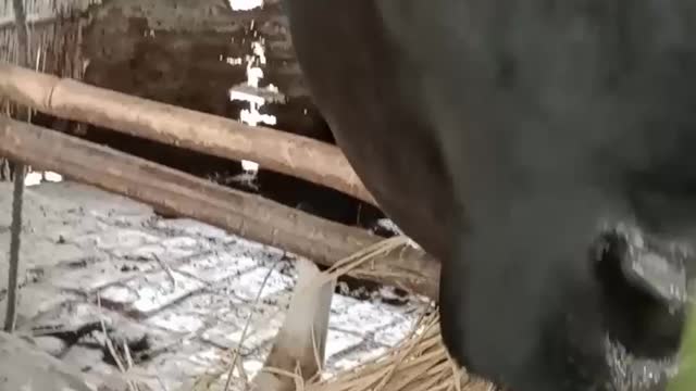 Black cow funny video with kids