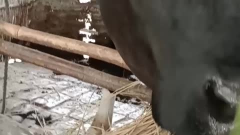 Black cow funny video with kids