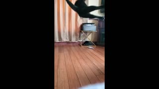 Cat jumping