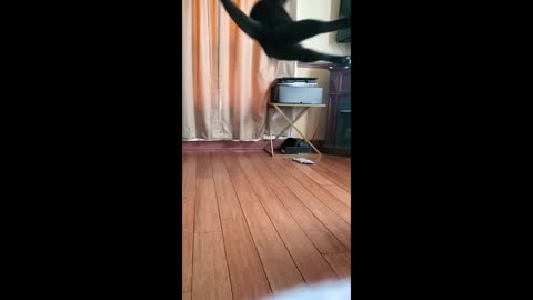 Cat jumping